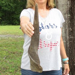 B-Grade 23" Male Eland Horn - $22