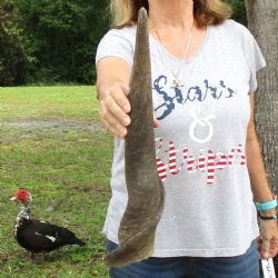 B-Grade 23" Male Eland Horn - $22