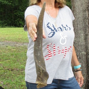 B-Grade 24" Male Eland Horn - $22