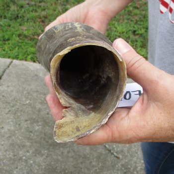 B-Grade 24" Male Eland Horn - $22