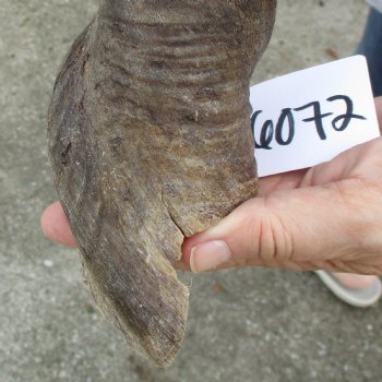 B-Grade 24" Male Eland Horn - $22