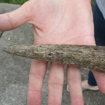 B-Grade 24" Male Eland Horn - $22