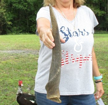 B-Grade 24" Male Eland Horn - $22