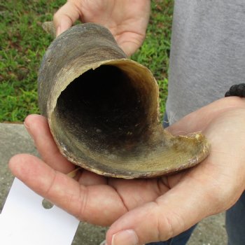 B-Grade 24" Male Eland Horn - $22