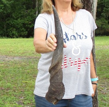 B-Grade 26" Male Eland Horn - $22