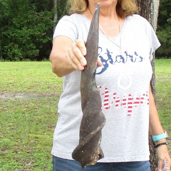 B-Grade 26" Male Eland Horn - $22