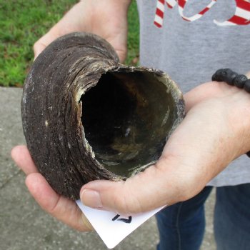 B-Grade 26" Male Eland Horn - $22