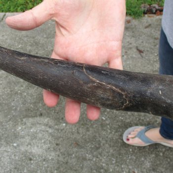 B-Grade 26" Male Eland Horn - $22