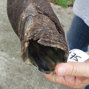 B-Grade 26" Male Eland Horn - $22