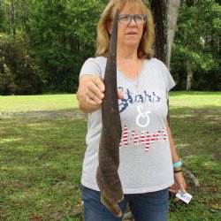 Authentic 26 inch African Male Eland horn for Sale $39