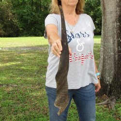 Authentic 27 inch African Male Eland horn for Sale $39