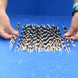 50 Thick African Porcupine Quills 9-1/2 to 11-1/2 inches - $70