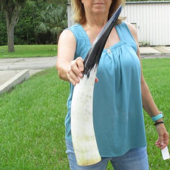 25 inch White Polished Cow/Cattle buffalo horn for $36