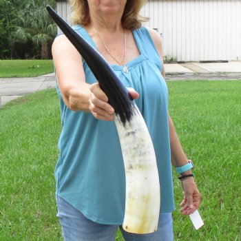 25 inch White Polished Cow/Cattle buffalo horn for $36