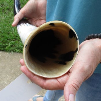 25 inch White Polished Cow/Cattle buffalo horn for $36