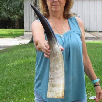 25 inch White Polished Cow/Cattle buffalo horn for $36