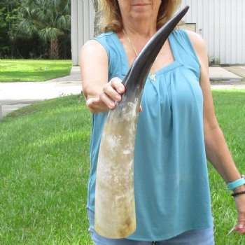 25 inch White Polished Cow/Cattle buffalo horn for $36