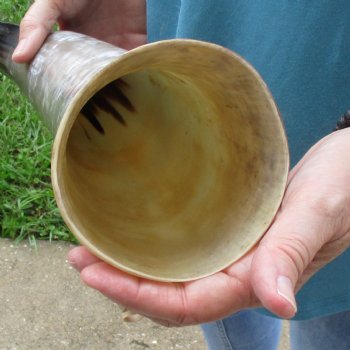 25 inch White Polished Cow/Cattle buffalo horn for $36