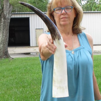 25 inch White Polished Cow/Cattle buffalo horn for $36