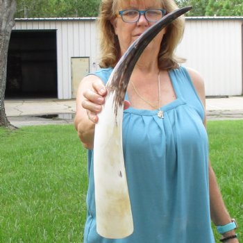 25 inch White Polished Cow/Cattle buffalo horn for $36
