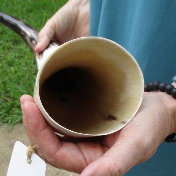 25 inch White Polished Cow/Cattle buffalo horn for $36
