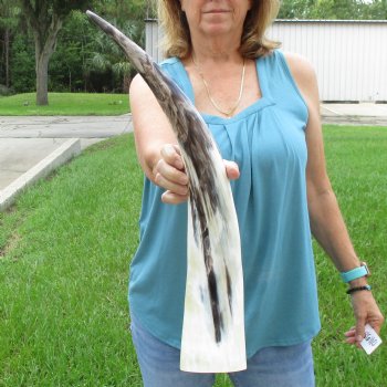 25 inch White Polished Cow/Cattle buffalo horn for $36