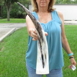 25 inch White Polis...