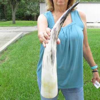 25 inch White Polished Cow/Cattle buffalo horn for $36