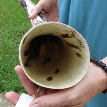 25 inch White Polished Cow/Cattle buffalo horn for $36