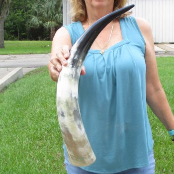 25 inch White Polished Cow/Cattle buffalo horn for $36