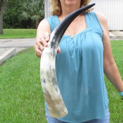 25 inch White Polis...