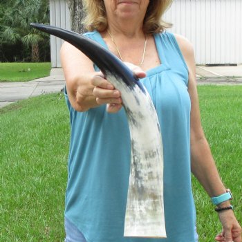 25 inch White Polished Cow/Cattle buffalo horn for $36