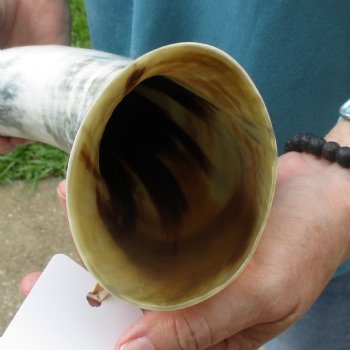 25 inch White Polished Cow/Cattle buffalo horn for $36