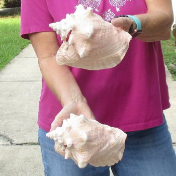Buy this 2 pc lot of 7" Pink Conchs - $24/lot
