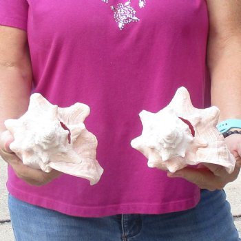 Buy this 2 pc lot of 7" Pink Conchs - $24/lot