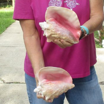 Buy this 2 pc lot of 7" Pink Conchs - $24/lot