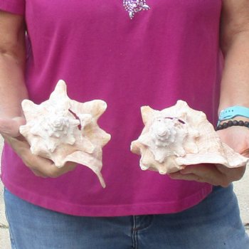 Buy this 2 pc lot of 7" Pink Conchs - $24/lot