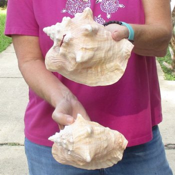 Buy this 2 pc lot of 6-3/4" & 7-1/2" Pink Conchs - $24/lot