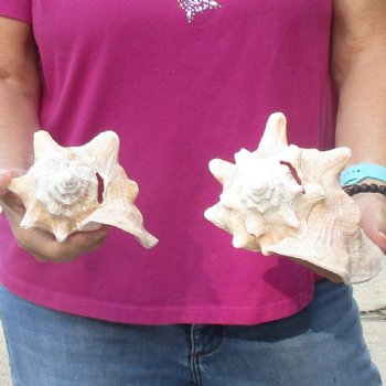 Buy this 2 pc lot of 6-3/4" & 7-1/2" Pink Conchs - $24/lot