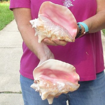Buy this 2 pc lot of 7" Pink Conchs - $24/lot