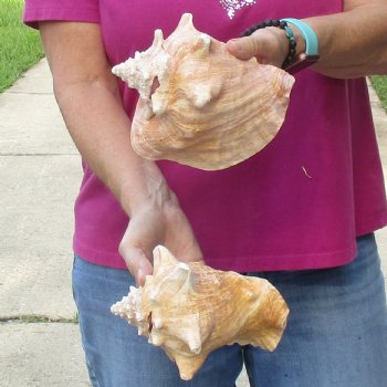 Buy this 2 pc lot of 7" Pink Conchs - $24/lot