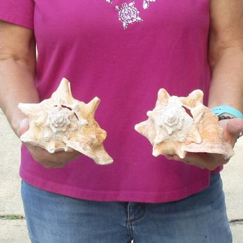 Buy this 2 pc lot of 7" Pink Conchs - $24/lot