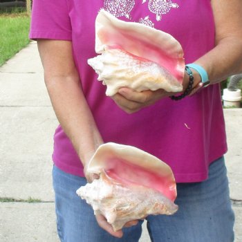 Buy this 2 pc lot of 7" Pink Conchs - $24/lot