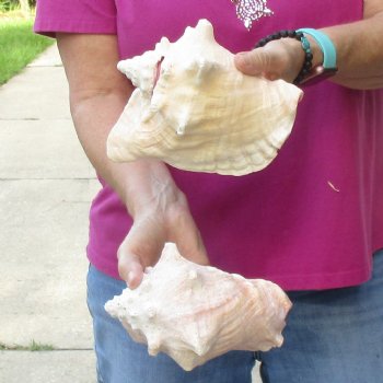 Buy this 2 pc lot of 7" Pink Conchs - $24/lot