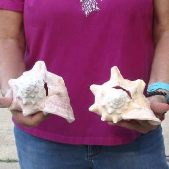 Buy this 2 pc lot of 7" Pink Conchs - $24/lot
