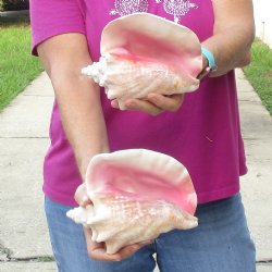 Buy this 2 pc lot of 6-3/4" & 7-1/2" Pink Conchs - $24/lot
