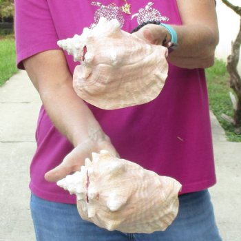 Buy this 2 pc lot of 6-3/4" & 7-1/2" Pink Conchs - $24/lot