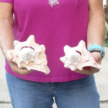 Buy this 2 pc lot of 6-3/4" & 7-1/2" Pink Conchs - $24/lot