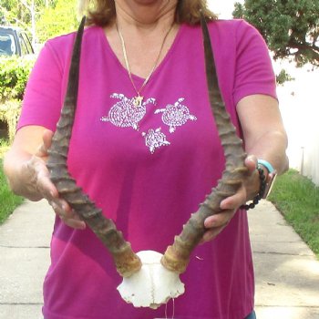 Buy this 18 inch impala skull plate and horns for $55 