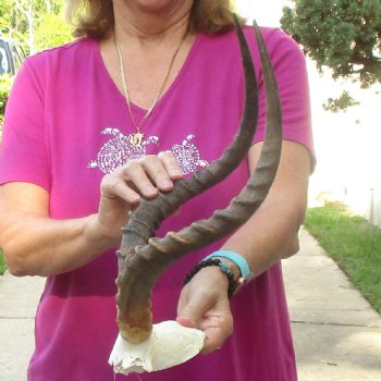 Buy this 18 inch impala skull plate and horns for $55 